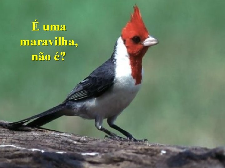 É uma maravilha, não é? 