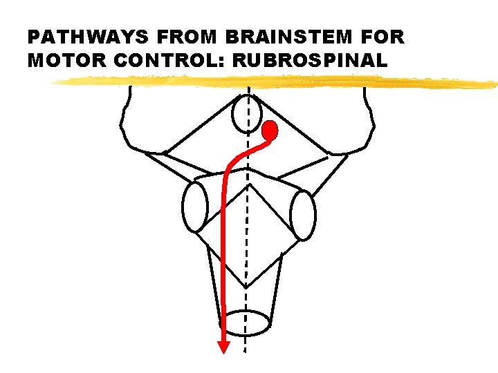 PATHWAYS FROM BRAINSTEM FOR MOTOR CONTROL: RUBROSPINAL 