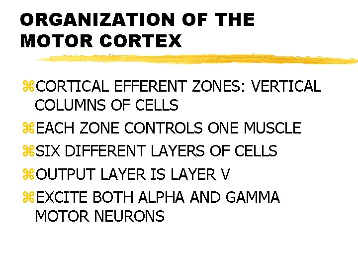 ORGANIZATION OF THE MOTOR CORTEX z. CORTICAL EFFERENT ZONES: VERTICAL COLUMNS OF CELLS z.