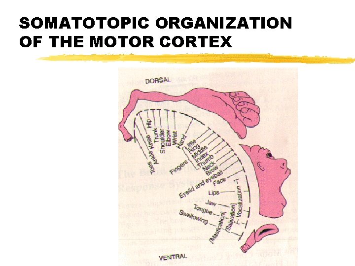 SOMATOTOPIC ORGANIZATION OF THE MOTOR CORTEX 