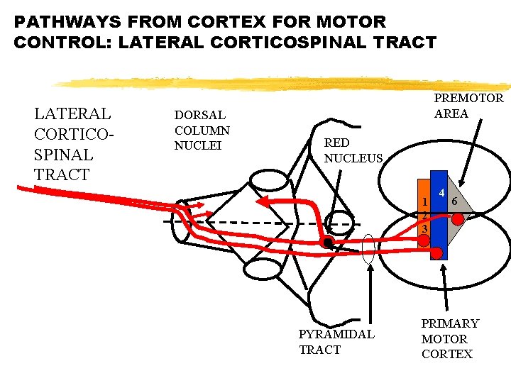 PATHWAYS FROM CORTEX FOR MOTOR CONTROL: LATERAL CORTICOSPINAL TRACT DORSAL COLUMN NUCLEI PREMOTOR AREA