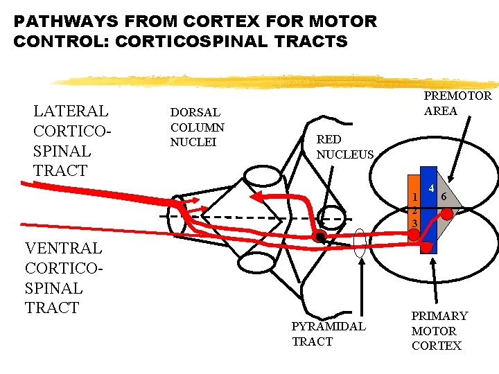 PATHWAYS FROM CORTEX FOR MOTOR CONTROL: CORTICOSPINAL TRACTS LATERAL CORTICOSPINAL TRACT DORSAL COLUMN NUCLEI
