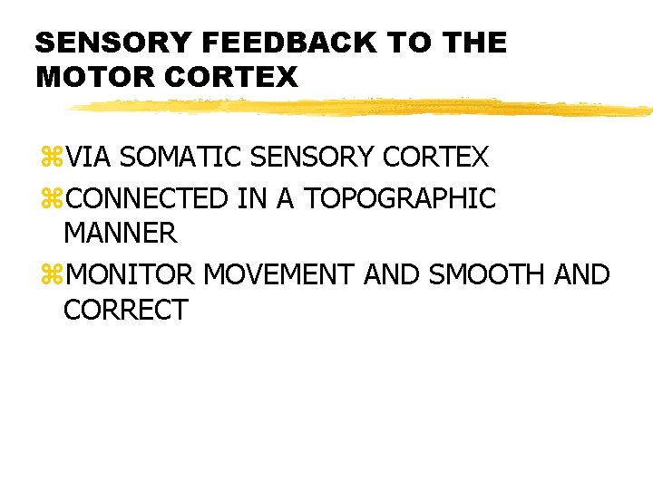 SENSORY FEEDBACK TO THE MOTOR CORTEX z. VIA SOMATIC SENSORY CORTEX z. CONNECTED IN