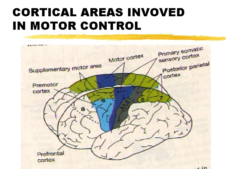 CORTICAL AREAS INVOVED IN MOTOR CONTROL 