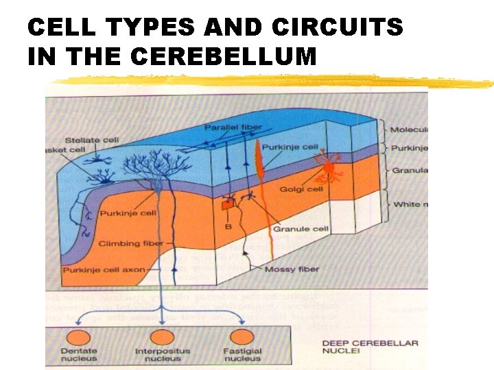 CELL TYPES AND CIRCUITS IN THE CEREBELLUM 