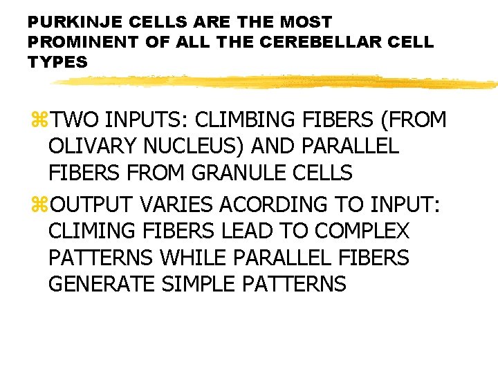 PURKINJE CELLS ARE THE MOST PROMINENT OF ALL THE CEREBELLAR CELL TYPES z. TWO