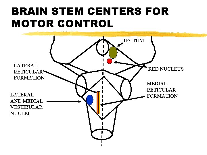 BRAIN STEM CENTERS FOR MOTOR CONTROL TECTUM LATERAL RETICULAR FORMATION LATERAL AND MEDIAL VESTIBULAR