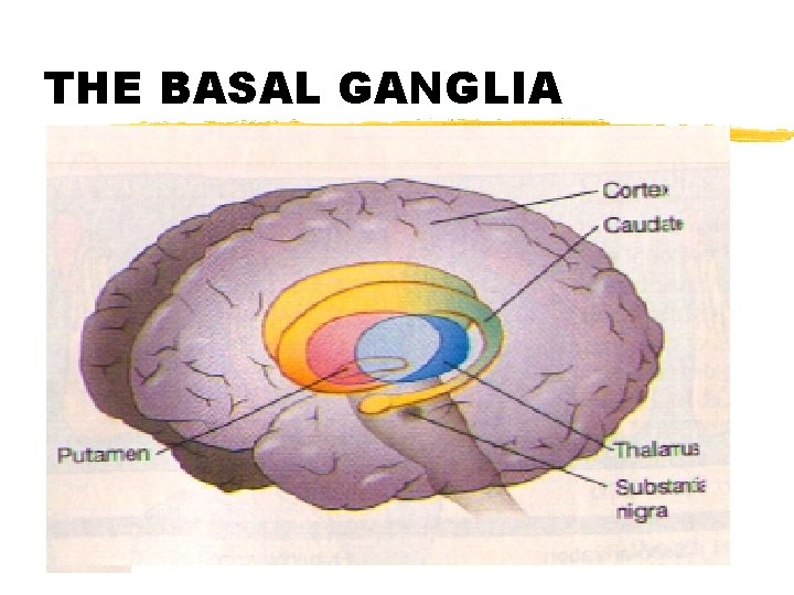 THE BASAL GANGLIA 