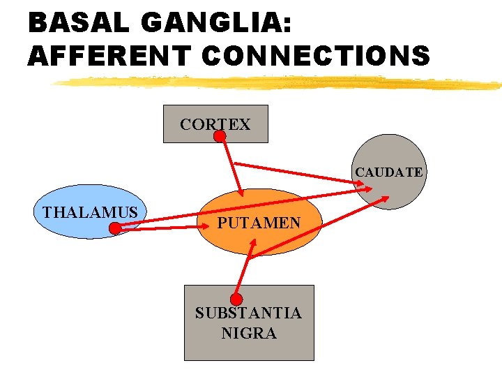 BASAL GANGLIA: AFFERENT CONNECTIONS CORTEX CAUDATE THALAMUS PUTAMEN SUBSTANTIA NIGRA 