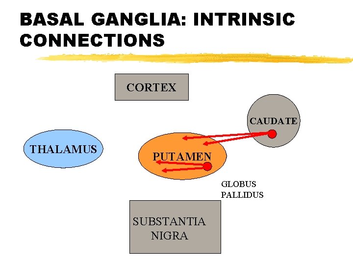 BASAL GANGLIA: INTRINSIC CONNECTIONS CORTEX CAUDATE THALAMUS PUTAMEN GLOBUS PALLIDUS SUBSTANTIA NIGRA 