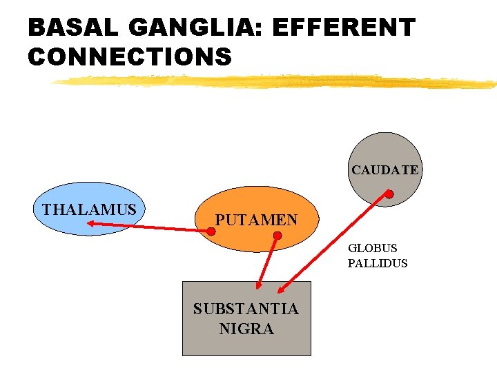 BASAL GANGLIA: EFFERENT CONNECTIONS CAUDATE THALAMUS PUTAMEN GLOBUS PALLIDUS SUBSTANTIA NIGRA 