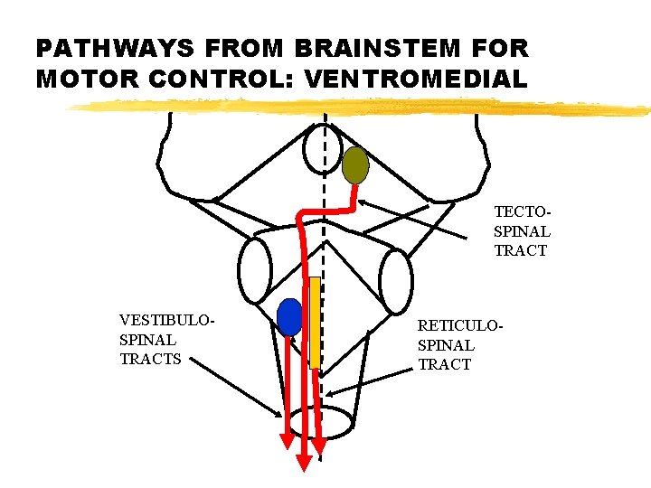 PATHWAYS FROM BRAINSTEM FOR MOTOR CONTROL: VENTROMEDIAL TECTOSPINAL TRACT VESTIBULOSPINAL TRACTS RETICULOSPINAL TRACT 