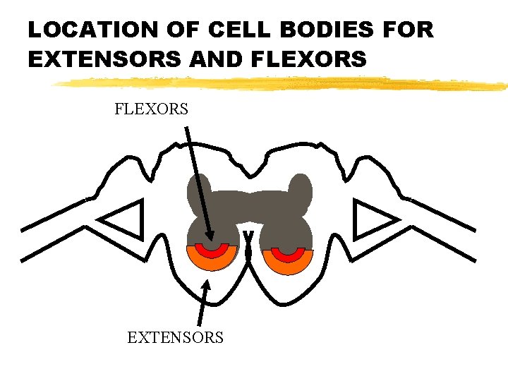 LOCATION OF CELL BODIES FOR EXTENSORS AND FLEXORS EXTENSORS 