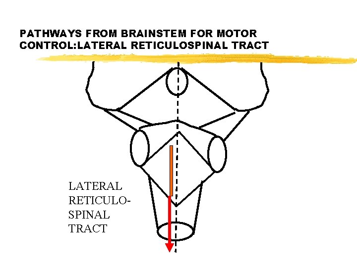 PATHWAYS FROM BRAINSTEM FOR MOTOR CONTROL: LATERAL RETICULOSPINAL TRACT 