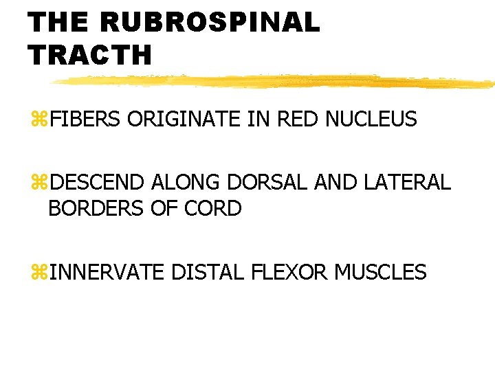 THE RUBROSPINAL TRACTH z. FIBERS ORIGINATE IN RED NUCLEUS z. DESCEND ALONG DORSAL AND