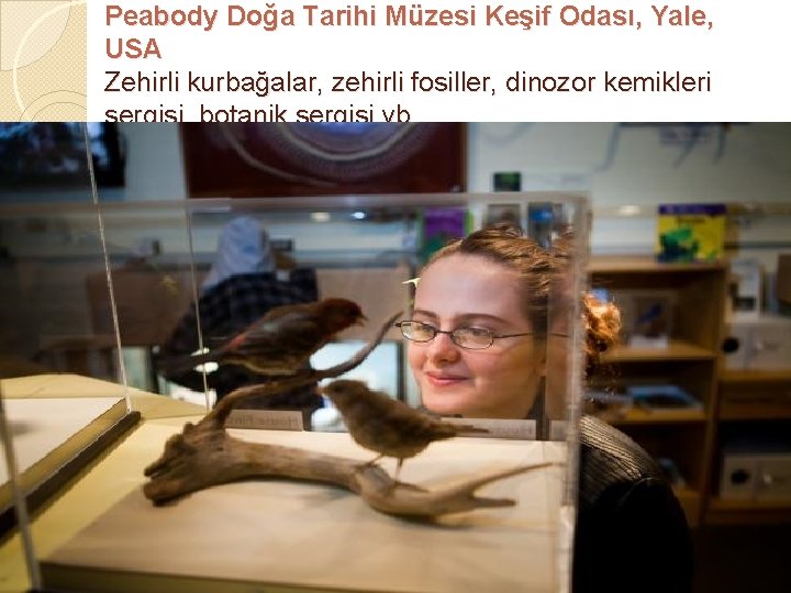 Peabody Doğa Tarihi Müzesi Keşif Odası, Yale, USA Zehirli kurbağalar, zehirli fosiller, dinozor kemikleri