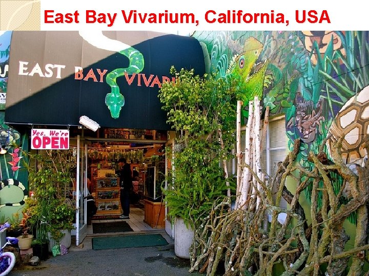 East Bay Vivarium, California, USA 