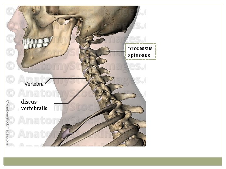 processus spinosus discus vertebralis 