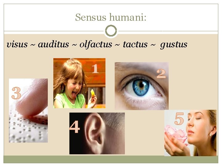 Sensus humani: visus ~ auditus ~ olfactus ~ tactus ~ gustus 1 3 4