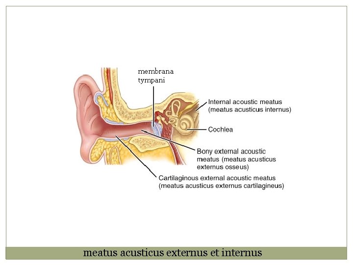 membrana tympani meatus acusticus externus et internus 