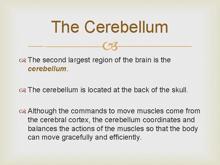 The Cerebellum The second largest region of the brain is the cerebellum. The cerebellum