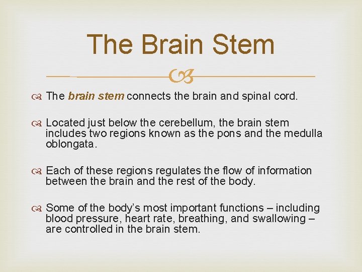 The Brain Stem The brain stem connects the brain and spinal cord. Located just