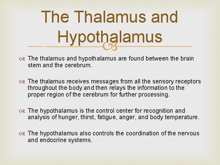 The Thalamus and Hypothalamus The thalamus and hypothalamus are found between the brain stem