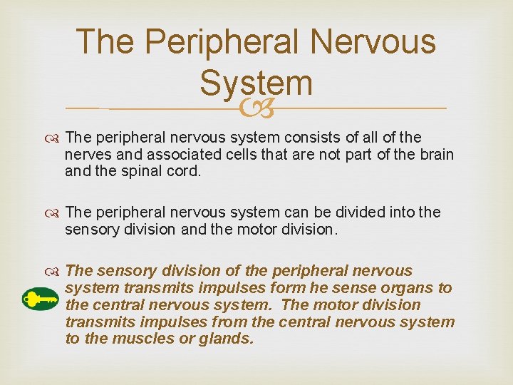 The Peripheral Nervous System The peripheral nervous system consists of all of the nerves