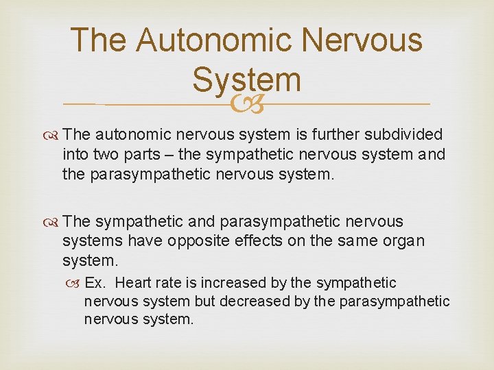 The Autonomic Nervous System The autonomic nervous system is further subdivided into two parts