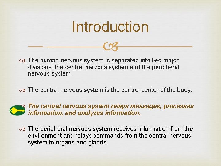 Introduction The human nervous system is separated into two major divisions: the central nervous