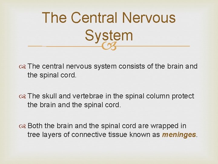 The Central Nervous System The central nervous system consists of the brain and the