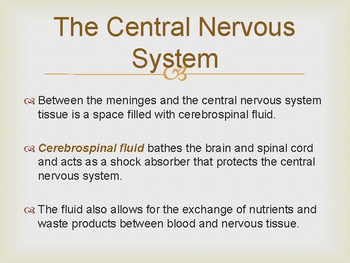 The Central Nervous System Between the meninges and the central nervous system tissue is