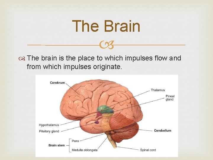 The Brain The brain is the place to which impulses flow and from which