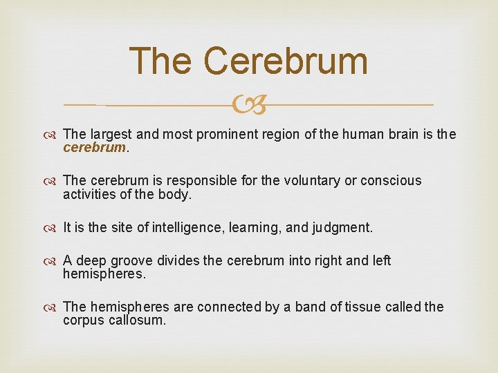 The Cerebrum The largest and most prominent region of the human brain is the