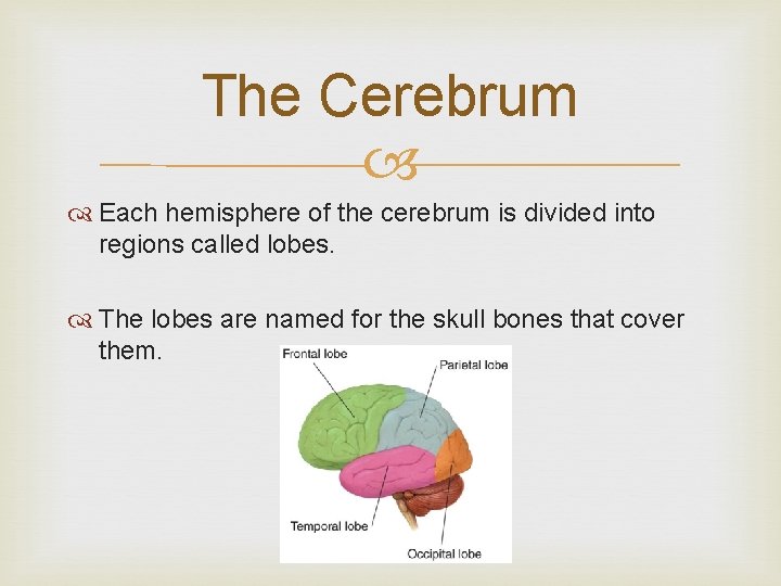 The Cerebrum Each hemisphere of the cerebrum is divided into regions called lobes. The