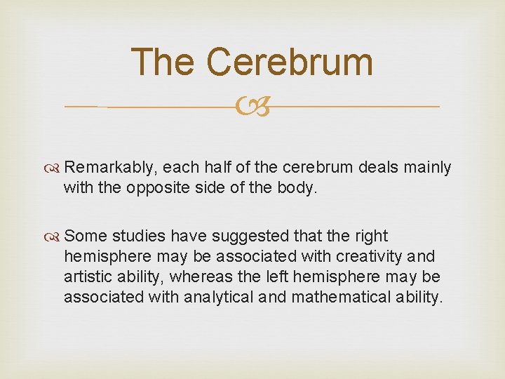 The Cerebrum Remarkably, each half of the cerebrum deals mainly with the opposite side