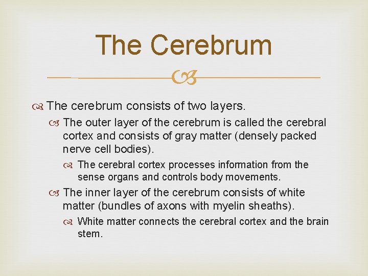 The Cerebrum The cerebrum consists of two layers. The outer layer of the cerebrum