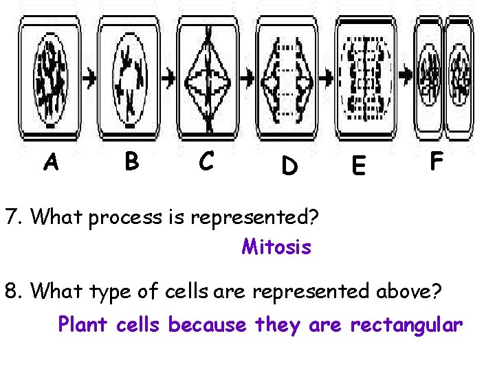 A B C D E F 7. What process is represented? Mitosis 8. What