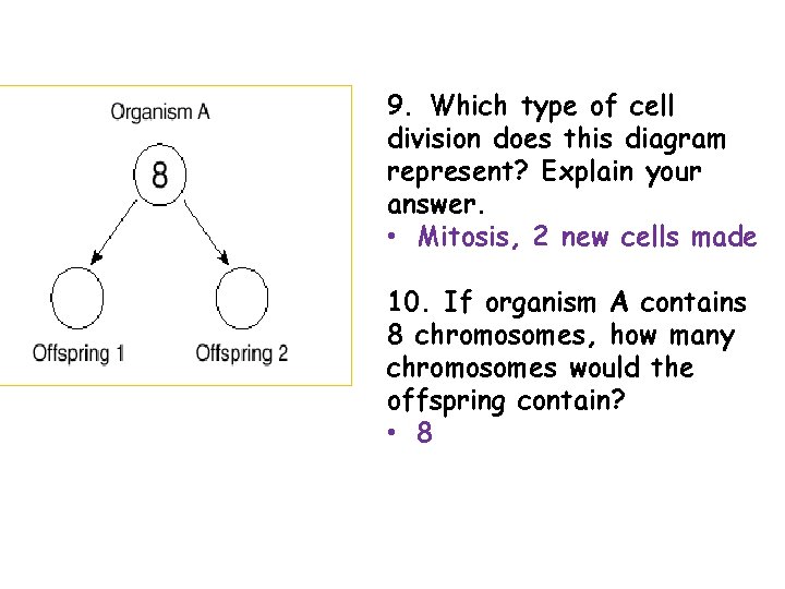 9. Which type of cell division does this diagram represent? Explain your answer. •