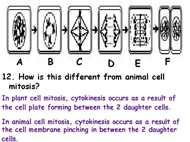 A B C D E F 12. How is this different from animal cell