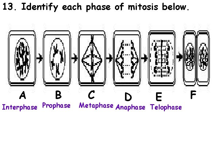 13. Identify each phase of mitosis below. A B Interphase Prophase C D E