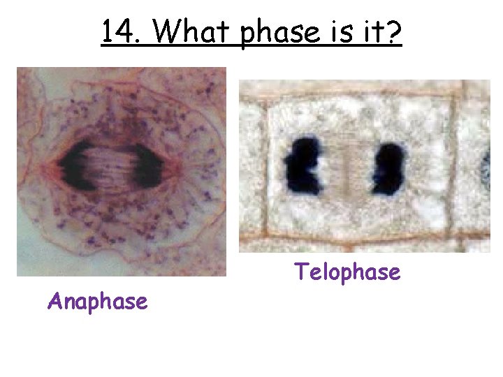 14. What phase is it? Anaphase Telophase 