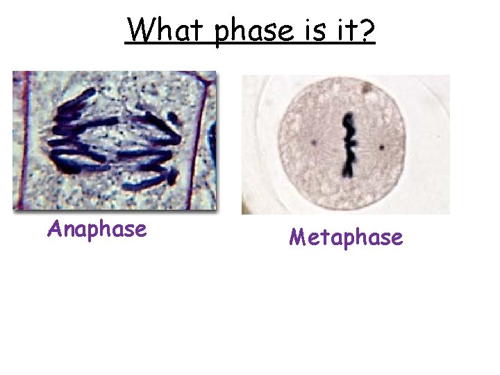 What phase is it? Anaphase Metaphase 