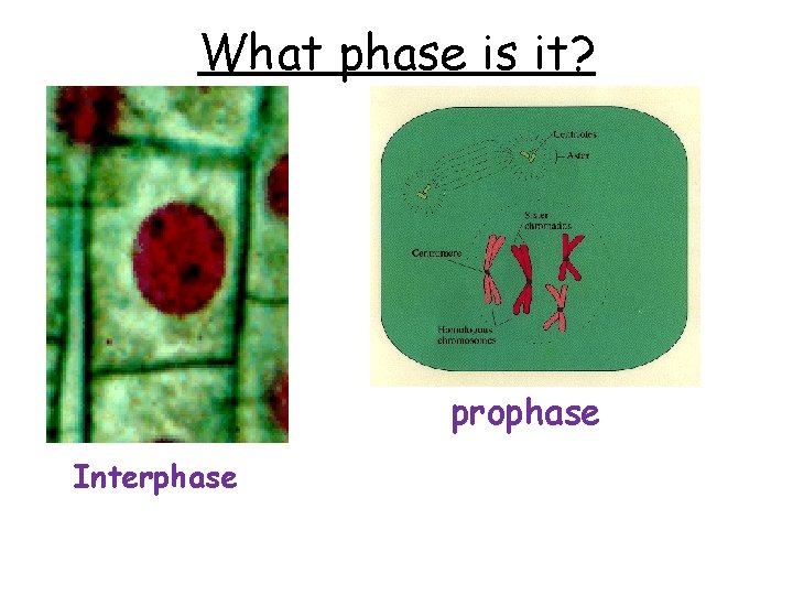 What phase is it? prophase Interphase 