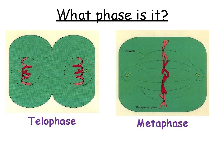 What phase is it? Telophase Metaphase 