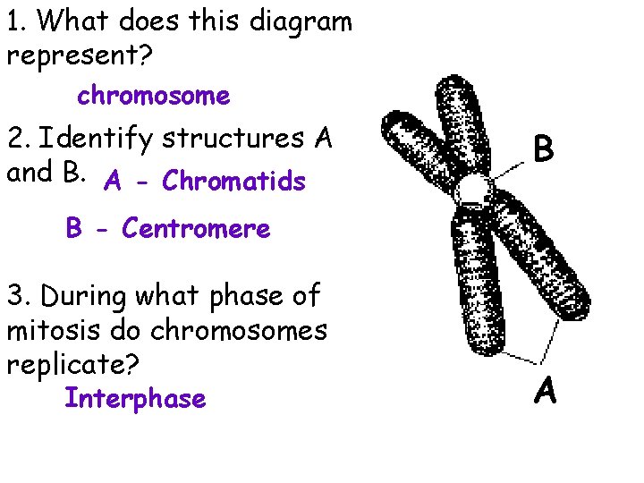 1. What does this diagram represent? chromosome 2. Identify structures A and B. A