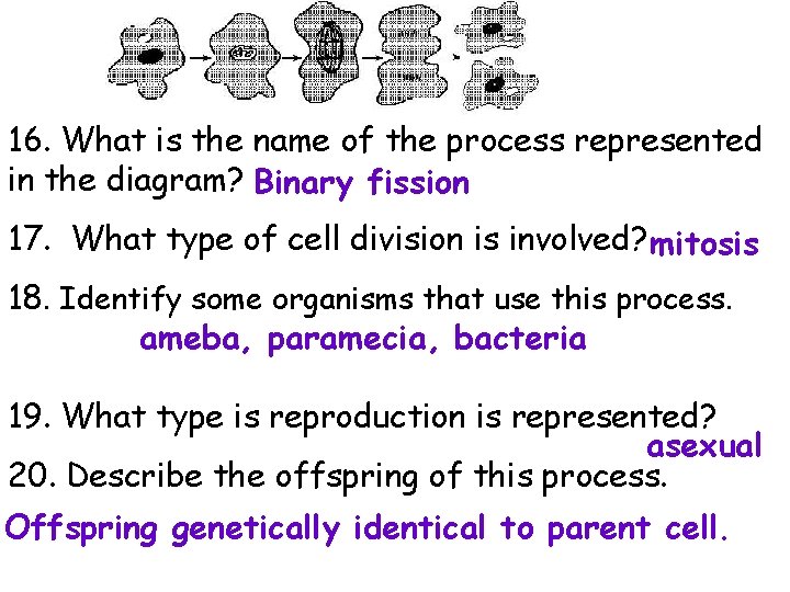 16. What is the name of the process represented in the diagram? Binary fission
