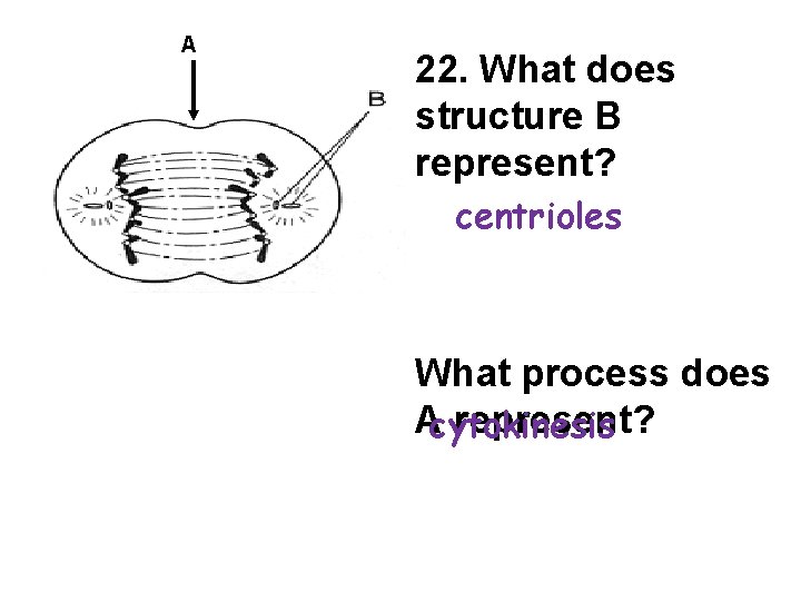 A 22. What does structure B represent? centrioles What process does Acytokinesis represent? 