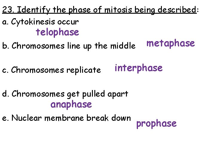 23. Identify the phase of mitosis being described: a. Cytokinesis occur telophase b. Chromosomes