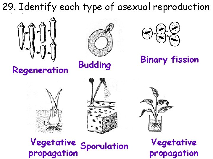 29. Identify each type of asexual reproduction below. Regeneration Budding Vegetative Sporulation propagation Binary